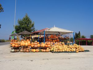 Plein de citrouilles.