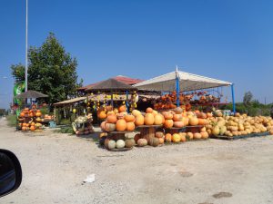 Plein de citrouilles.