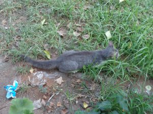 Croc croc croc mingnon