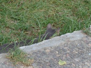 Croc croc croc croc mignon!